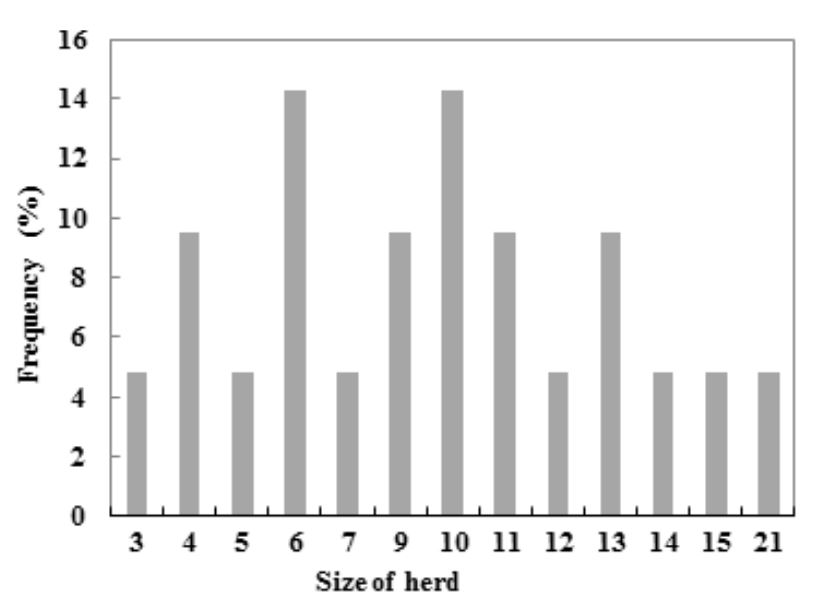 Size distribution of herds at Kirkissoye Dairy Cooperative