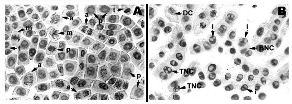 Photomicrographs showing the effect of T. minuta essential