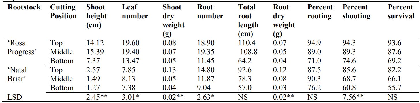 Shoot and root growth of Rosa hybrida rootstocks affected by rootstock and cutting position