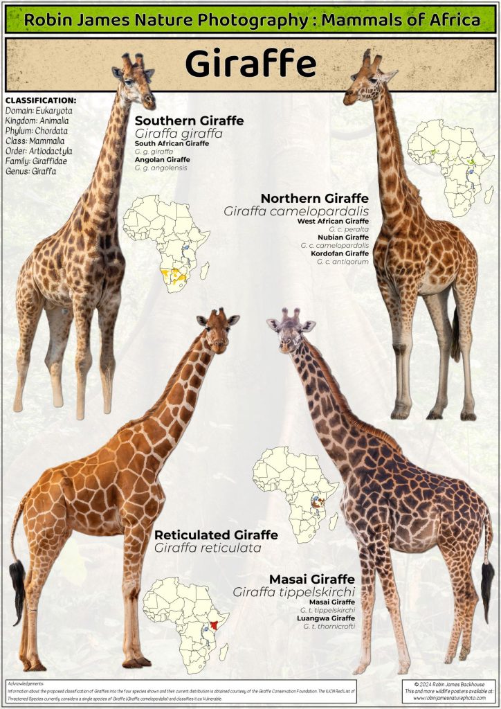 Four Distinct Giraffe Species Recognized: IUCN Report