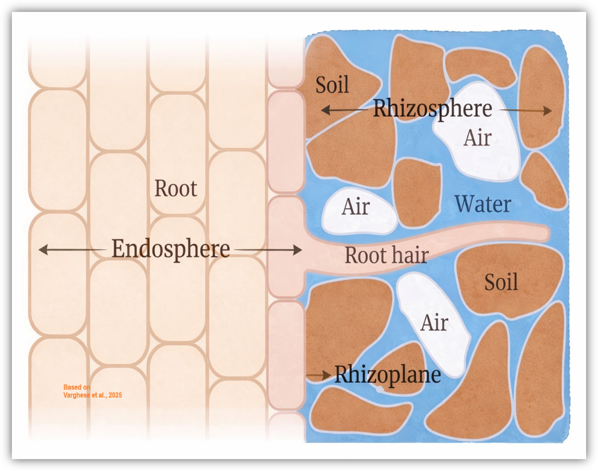 Endosphere-rhizosphere interaction
