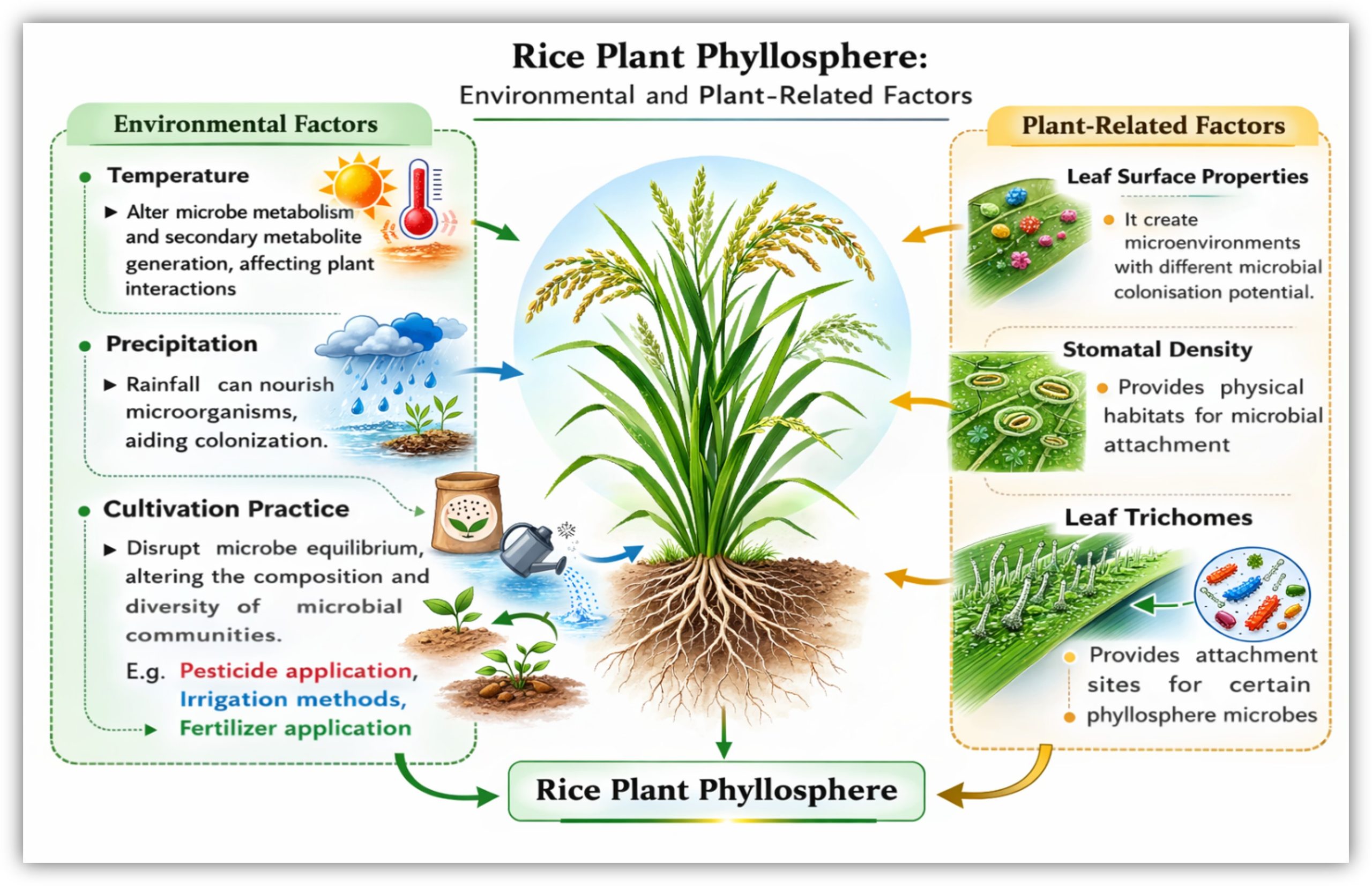 Rice plant Phyllosphere