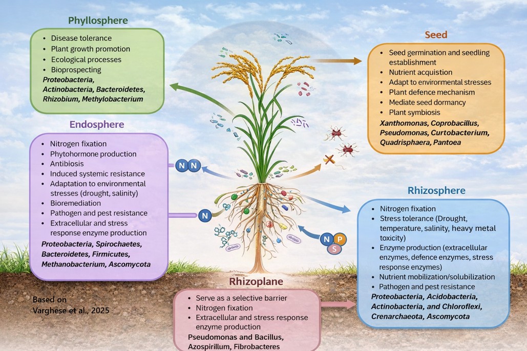 Drivers of Microbial Community Structure in the Rice Phyllosphere