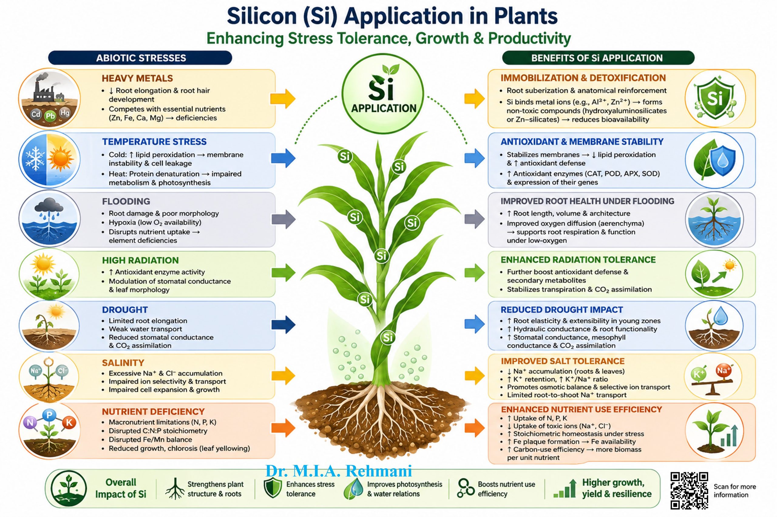 silicon application in plants, Root architecture under drought, Foliar silicon application, silicon-mediated drought tolerance