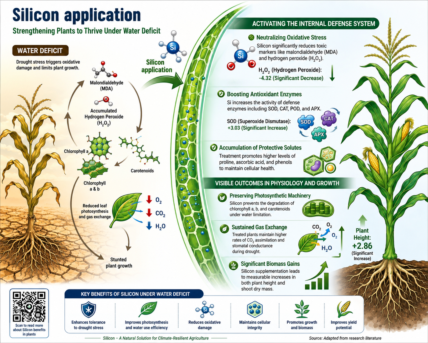 silicon-mediated drought tolerance
