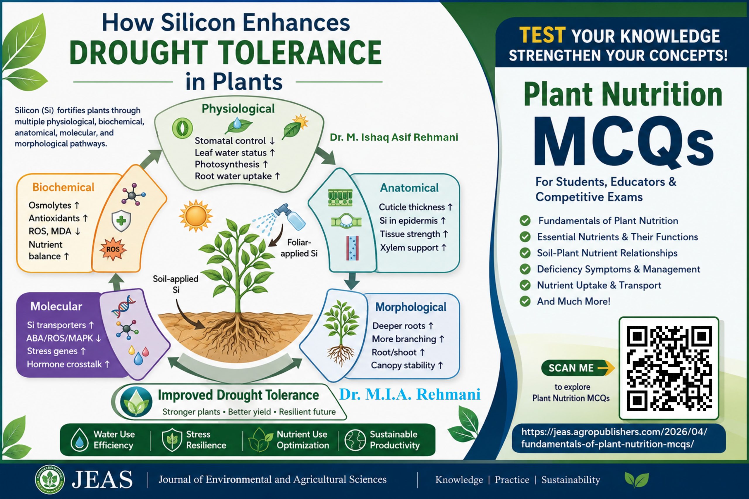 How Silicon Helps Plants Survive Drought