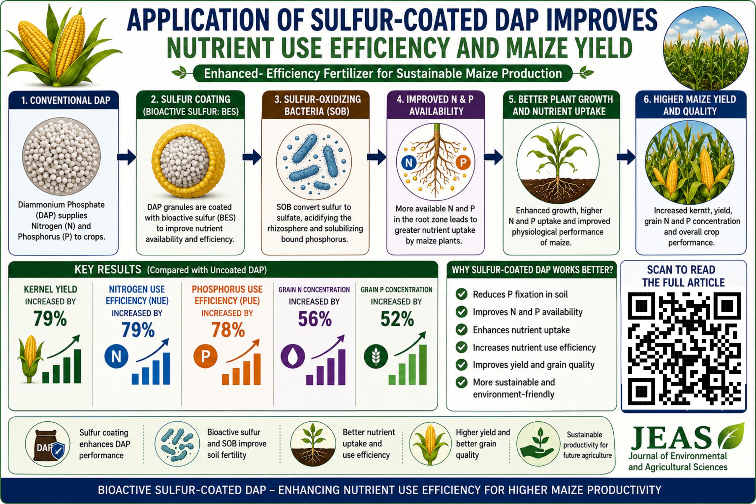 sulfur coated DAP, slow release phosphorus fertilizer, bioactive sulfur coated DAP, sulfur oxidizing bacteria in agriculture, sulfur bacteria and phosphorus availability
