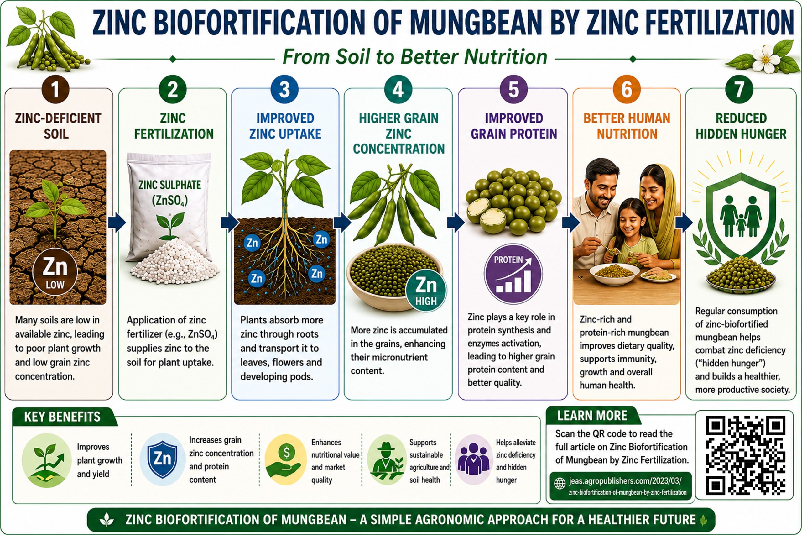 zinc biofortification, zinc biofortification in mungbean, agronomic biofortification of mungbean, zinc use efficiency in mungbean, micronutrient management in mungbean