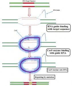 Mechanism of action of CRISPR Cas9 tool