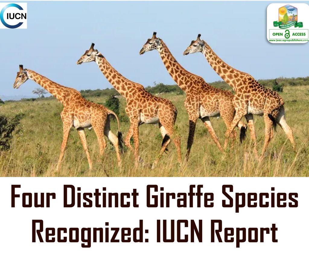 Four Distinct Giraffe Species Recognized: IUCN Report